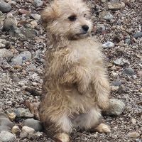 Chiots croisés bichon x berger toy type doodle #1