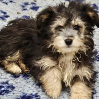 Chiots croisés bichon x berger toy type doodle #2