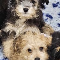 Chiots croisés bichon x berger toy type doodle #4