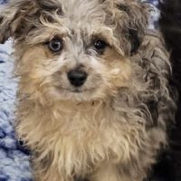 Chiots croisés bichon x berger toy type doodle #0