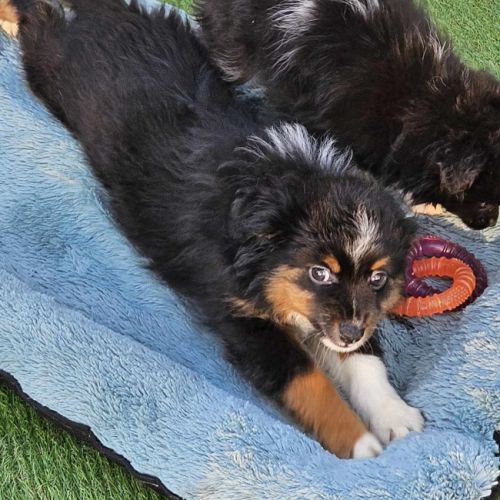 Chiots berger toy très rare pures origines usa #4