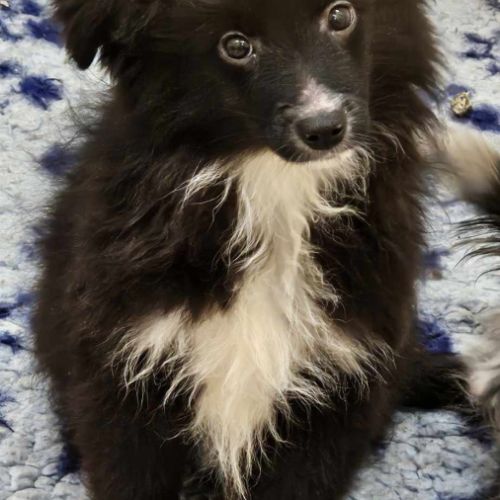 Chiots berger toy très rare pures origines usa #5