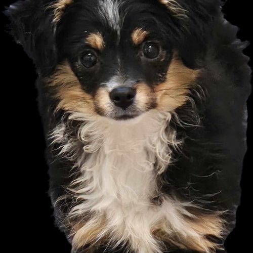 Chiots berger toy très rare pures origines usa #7