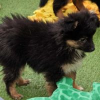 Chiots berger toy très rare pures origines usa #1