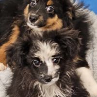 Chiots berger toy très rare pures origines usa #2