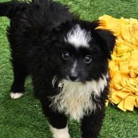 Chiots berger toy très rare pures origines usa #3