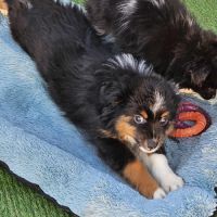 Chiots berger toy très rare pures origines usa #4