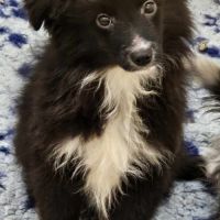 Chiots berger toy très rare pures origines usa #5