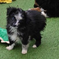 Chiots berger toy très rare pures origines usa #0