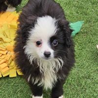 Chiots berger toy très rare pures origines usa #8