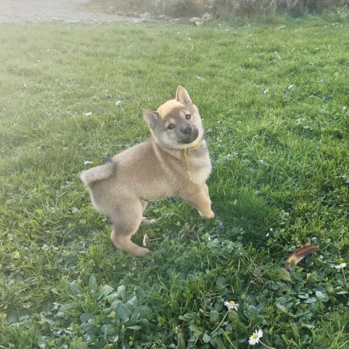 Mâle shiba lof 2 mois #2