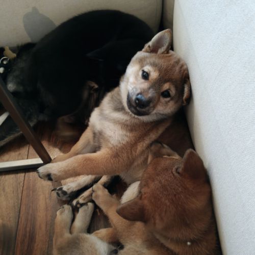 Mâle shiba lof 2 mois #5