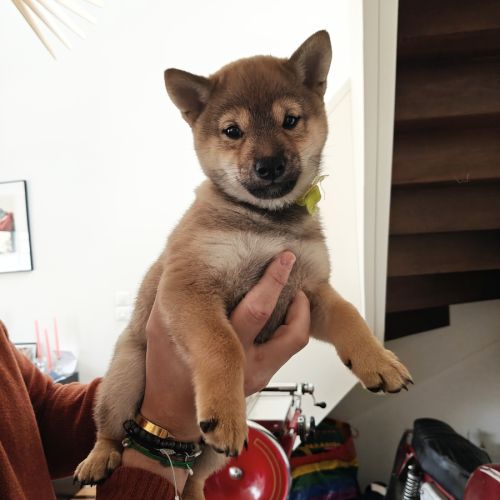 Mâle shiba lof 2 mois #7