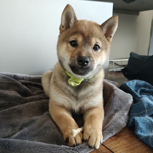 Mâle shiba lof 2 mois