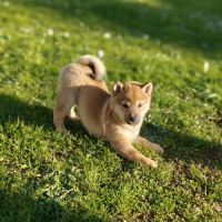 Mâle shiba lof 2 mois #1