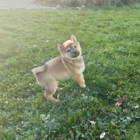 Mâle shiba lof 2 mois #2