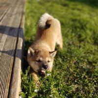 Mâle shiba lof 2 mois #3