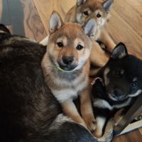 Mâle shiba lof 2 mois #4