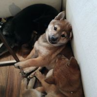 Mâle shiba lof 2 mois #5