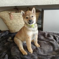 Mâle shiba lof 2 mois #6