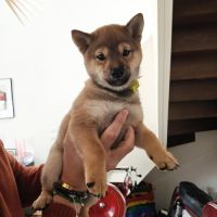 Mâle shiba lof 2 mois #7