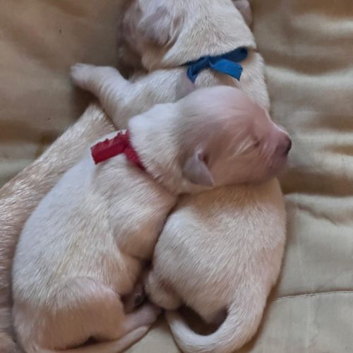 Réservation chiots golden retriever lof #2