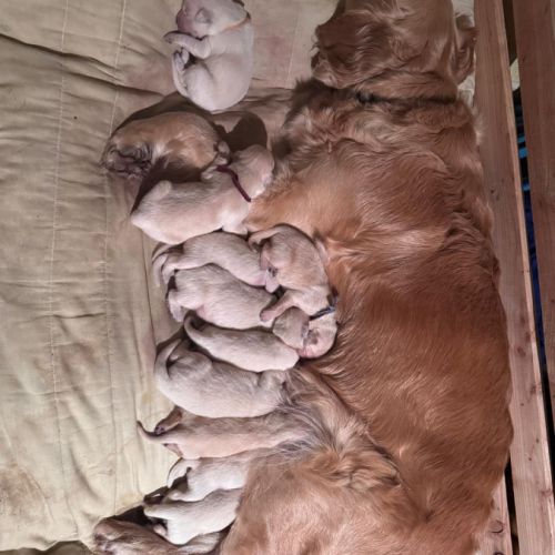 Réservation chiots golden retriever lof #3