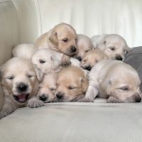 Réservation chiots golden retriever lof
