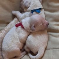 Réservation chiots golden retriever lof #2