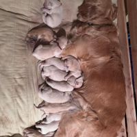 Réservation chiots golden retriever lof #3