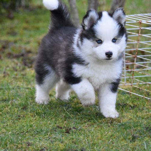 Magnifiques chiots pomsky #3