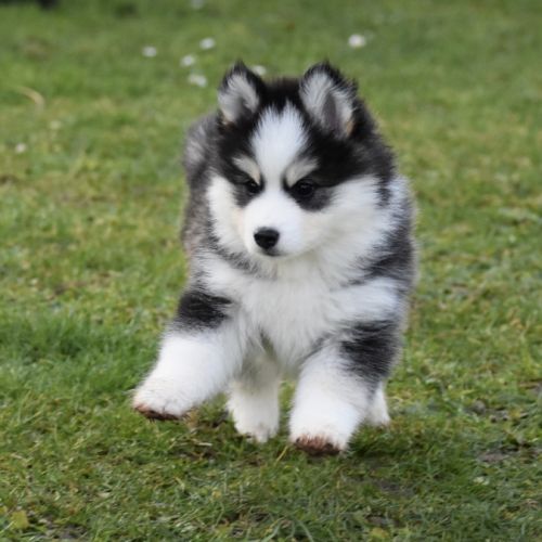 Magnifiques chiots pomsky #4