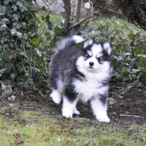 Magnifiques chiots pomsky #5
