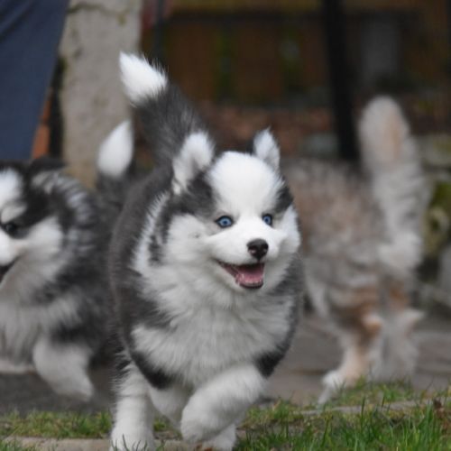 Magnifiques chiots pomsky #6