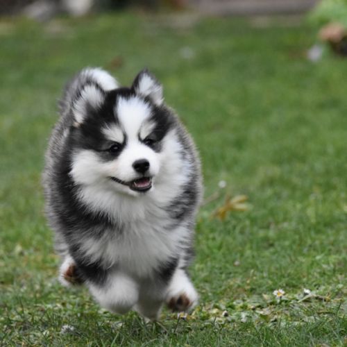 Magnifiques chiots pomsky #7