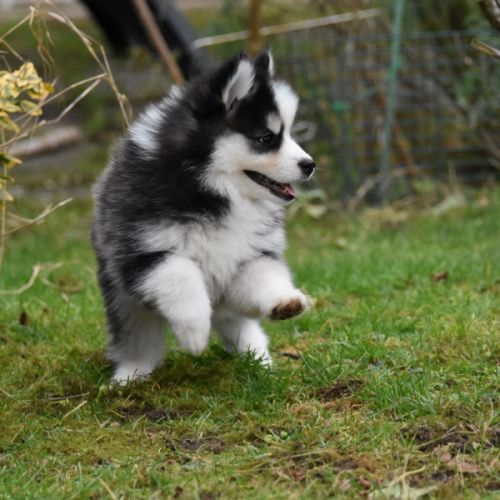 Magnifiques chiots pomsky #8