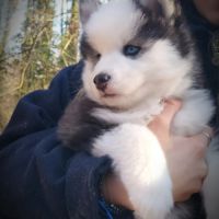 Magnifiques chiots pomsky