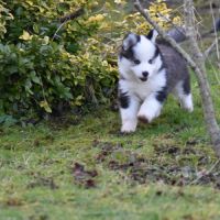 Magnifiques chiots pomsky #2