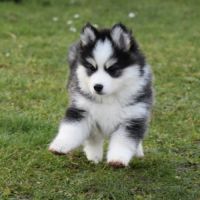 Magnifiques chiots pomsky #4
