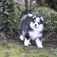 Magnifiques chiots pomsky #5