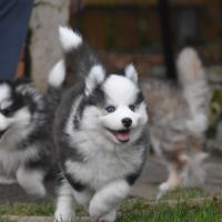 Magnifiques chiots pomsky #6