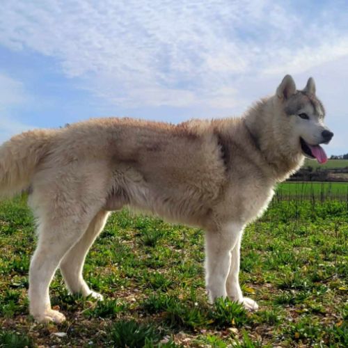 Un mâle et une femelle husky à adopter #2