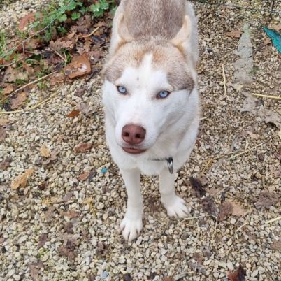 Un mâle et une femelle husky à adopter #4