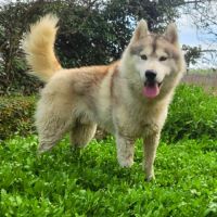Un mâle et une femelle husky à adopter #0