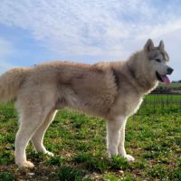 Un mâle et une femelle husky à adopter #2