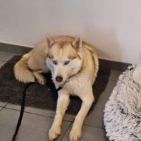Un mâle et une femelle husky à adopter #3