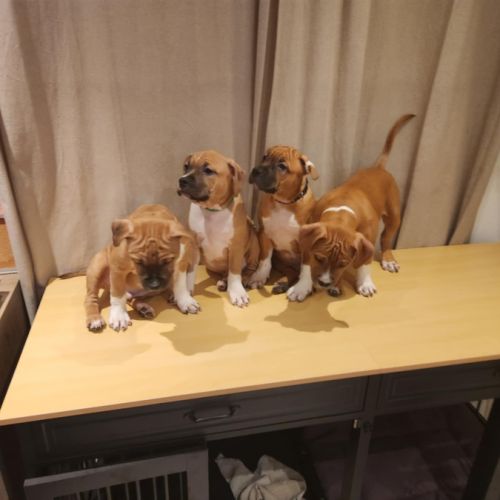 Magnifique chiots american staffordshire terrier #3