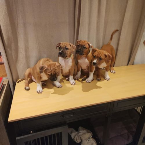 Magnifique chiots american staffordshire terrier #0