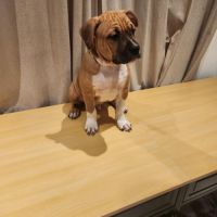 Magnifique chiots american staffordshire terrier #1