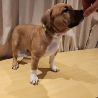 Magnifique chiots american staffordshire terrier #2